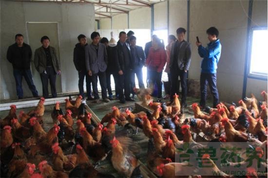 荔波县人大率联系村群众外出学习养殖经验