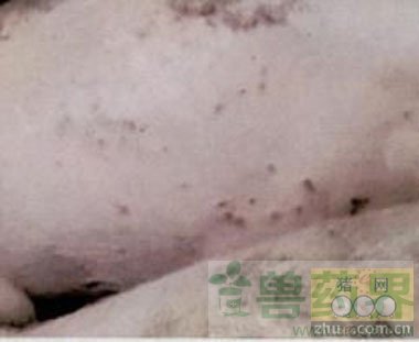 猪圆环病毒病流行与防治进展