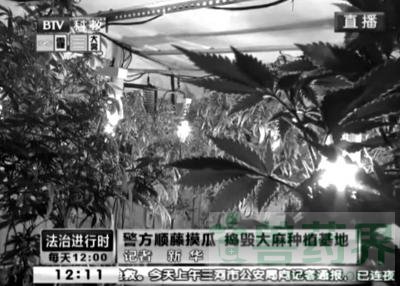 马来西亚人北京盖棚种大麻 自称租地用来养鸡