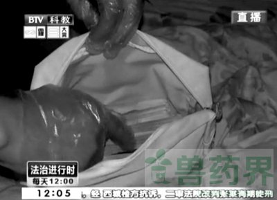 马来西亚人北京盖棚种大麻 自称租地用来养鸡