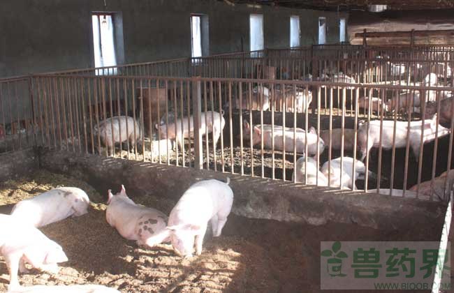 猪圆环病毒病