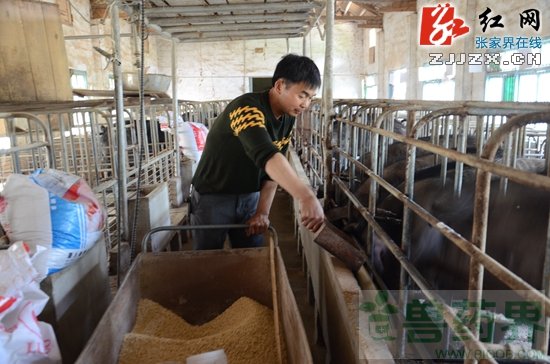 【劳动最美丽】杜方波：坚守深山忙劳作的&ldquo;养猪能手&rdquo;