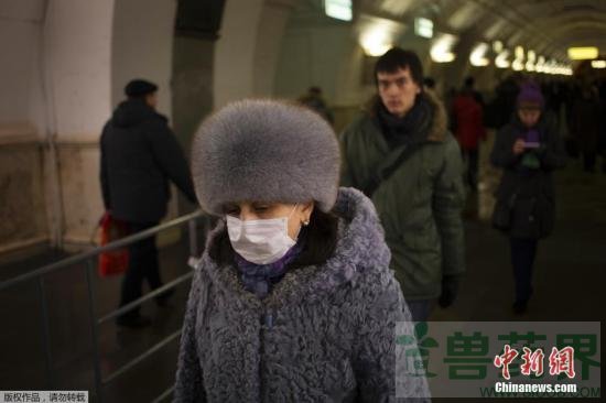 俄阿尔泰地区感染猪流感人数达20人 多所中学关闭