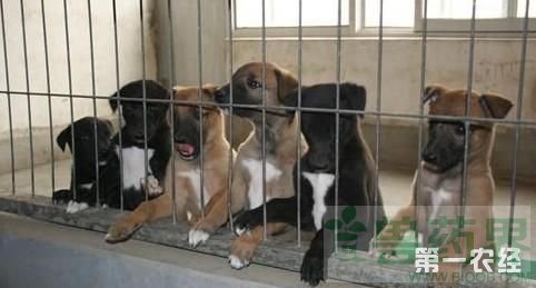 肉狗伪狂犬病防治技术