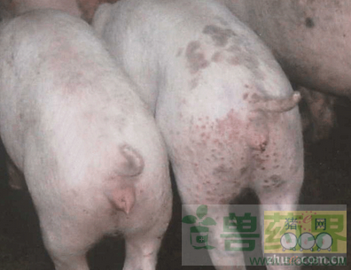 猪圆环病毒2型感染导致的猪病诊断与防治