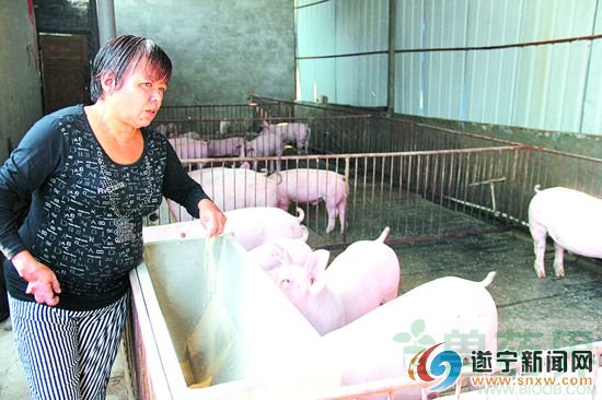 走近新星乡青龙嘴村“养猪能手”王桥英